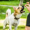犬がご飯やオヤツを…