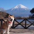 柴犬や秋田犬にはこ…