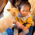 犬が『1歳の赤ちゃん…