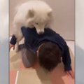 飼い主のお出かけを…