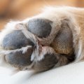 犬の変形性関節症の…
