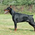 かっこいい犬種まとめ