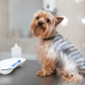動物病院を怖がる愛…
