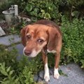 飼い主死亡で保護さ…