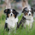 犬とオオカミは同等…