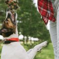 犬の『執着心が強い…