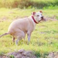 犬がウンチ中にジッ…