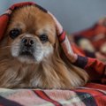 犬のストレスが限界…