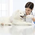 犬が『嫌だな～』と…