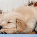 犬に「落ち着く場所…