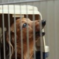 犬が留守番中に吠える時の苦情対策！原因やしつけのコツとは？