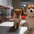 『これでも柴犬を飼…