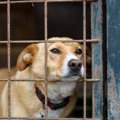 犬に『体罰』を絶対…