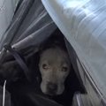 保護した犬にはマイ…