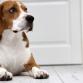 犬がトイレやお風呂…