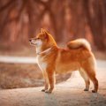 柴犬はツンデレ？飼…