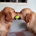 犬の喧嘩仲裁！微笑…