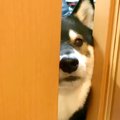 犬を置いて仕事に行…