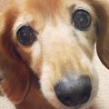 ほっこりしてくださ…