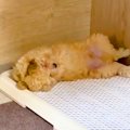 赤ちゃん犬に『ベッ…