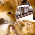 柴犬コンビが保護猫…