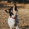 犬は吠え方を使い分…