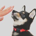 犬が苦痛に感じる『…