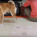 返さな～い！飼い主…