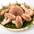 犬はしいたけを食べ…