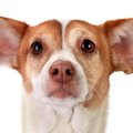 「犬の中耳炎」症状…