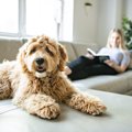 『留守番が苦手な犬…