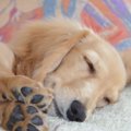 犬なんて二度と飼わ…