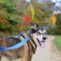 犬は散歩で通った道…