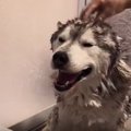濡れると別人！シベ…