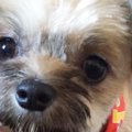 愛犬の寿ちゃんが初…