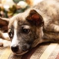 犬が『飼い主にイジ…