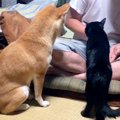おやつのために芸を…