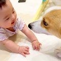 犬が『泣いてる赤ち…