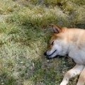 犬が急に倒れる原因…