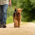 犬の散歩に潜む『３…