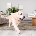 愛犬が飼い主の前を…