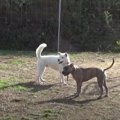 犬界のルールと絆！…