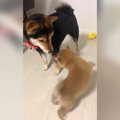 初めて会った子犬と…