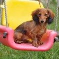 犬との遊びで公園の…