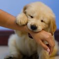 犬が『人を噛む』強…