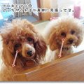 おすすめトイプード…