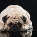 犬を太らせてしまう…