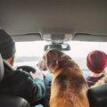 ボルボ社が調査、犬…