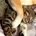 元野良猫が『犬と一…