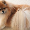 犬が『伏せたままし…
